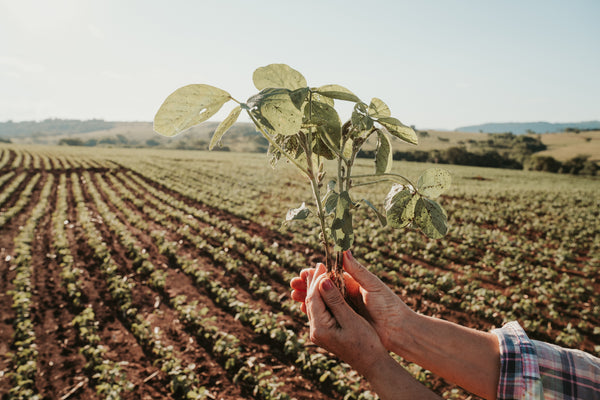 Brazil's Coffee History Blooms <br>in Minas Gerais