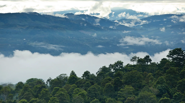 Aquiares Estate: <br>A Legacy of Innovation and Excellence