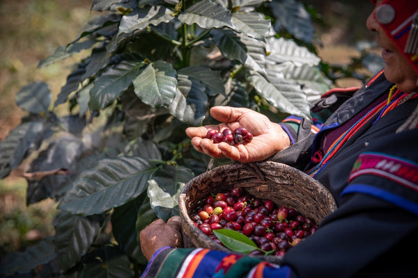 Colombia’s experimental coffee revolution
