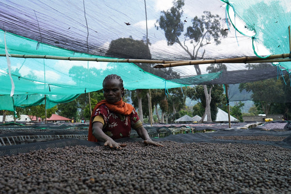 Ethiopia: The Past, Present, and Future of Coffee