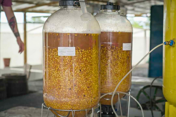 Watermelon co-fermented coffee<br> - what is it?