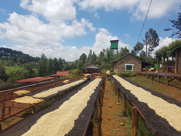What is Coffee Processing?